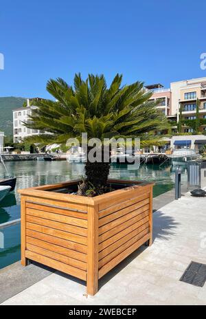 Palma Cycas in una grande piantatrice di legno Foto Stock