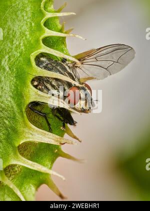 Piccola mosca intrappolata in una trappola di venere: Non c'è modo di fuggire Foto Stock
