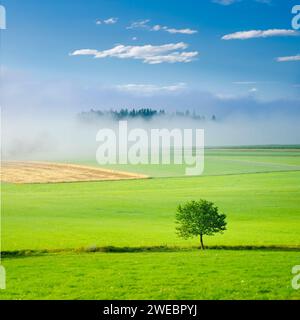 Verde albero primaverile al mattino fresco con nebbia soffice e luce calma. Formato quadrato, modificare lo spazio per la registrazione Foto Stock