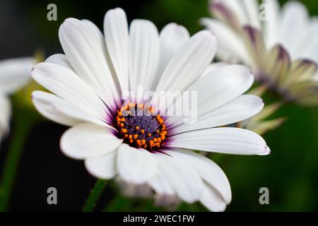 Bellissima margherita africana (Osteospermum). Primo piano di Cape Daisy Foto Stock