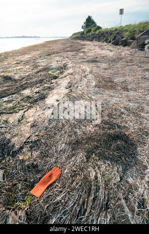 Guanto di gomma arancione scartato su una spiaggia coperta di alghe nell'Isola del Principe Edoardo, Canada Foto Stock