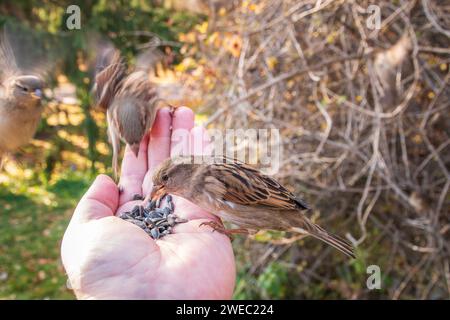 Sparrow mangia semi dalla mano di un uomo. Un uccello Sparrow seduto sulla mano e mangiare noci. Foto Stock