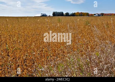 Vista del campo di soia con un fienile sullo sfondo Foto Stock