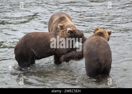 Orsi Grizzly al Katmai National Park e riserva di cibo Foto Stock