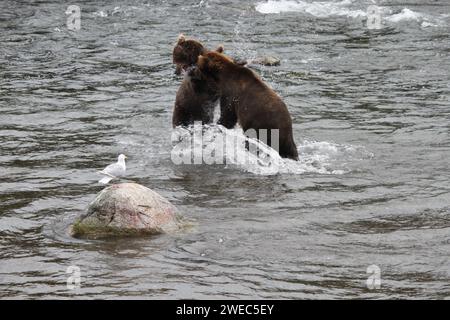 Orsi Grizzly al Katmai National Park e riserva di cibo Foto Stock