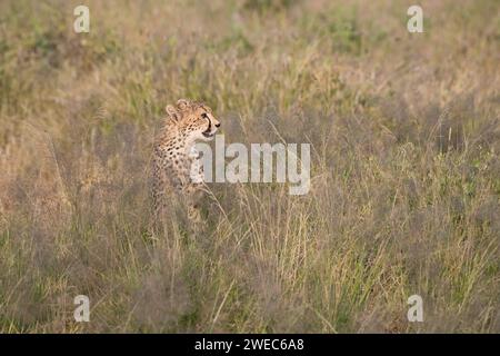 Cheetah (Acinonyx jubatus), un cucciolo ben cresciuto seduto su un'erba lunga durante la stagione delle piogge Foto Stock