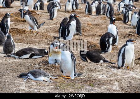 Colonia di pinguini di Gentoo (Pygoscelis papua). Isole Falkland, Regno Unito. Foto Stock