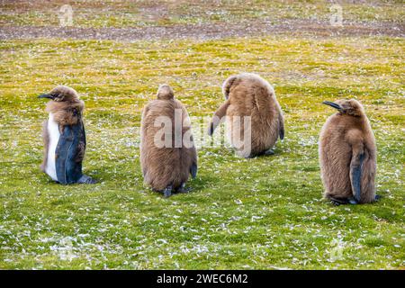 Pinguini Re giovani (Aptenodytes patagonicus) con piume di pelo. Isole Falkland, Regno Unito. Foto Stock