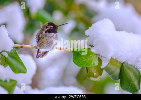 Un colibrì di Anna (Calypte Anna) che svernava sopra un ramo d'albero coperto di neve Foto Stock