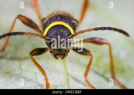 wasp Beetle (Clytus arietis), ritratto, Germania Foto Stock