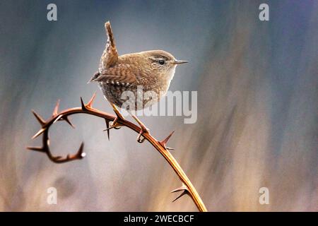 wren eurasiatica, wren settentrionale (Troglodytes troglodytes), seduto su un spinoso gambo di mora, Italia, Toscana, piana fiorentina; stagno di Peretola, Fi Foto Stock