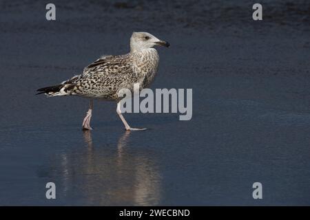 Grande gabbiano nero (Larus marinus), immaturo sulla spiaggia, Azzorre, Sao Miguel Foto Stock