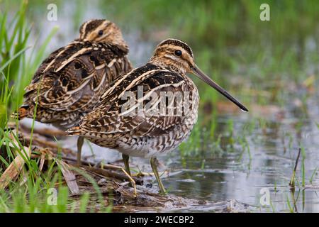 Cecchino comune (Gallinago gallinago), due cecchini comuni in riva al mare, Italia, Toscana, piana fiorentina; stagno dei Cavalieri, Firenze Foto Stock