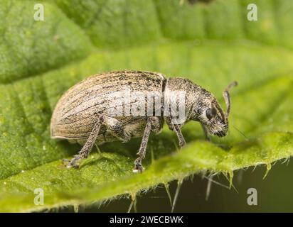 weevil dal naso largo (Tanymecus palliatus), seduto su una foglia, Germania Foto Stock