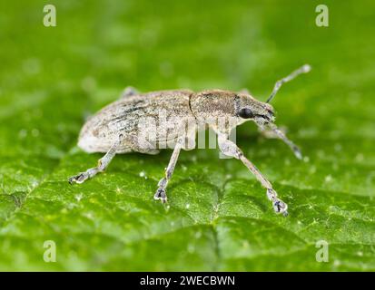 weevil dal naso largo (Tanymecus palliatus), seduto su una foglia, Germania Foto Stock