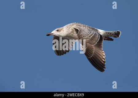 Maggiore gabbiano nero (Larus marinus), immaturo in volo, Azzorre, Sao Miguel Foto Stock