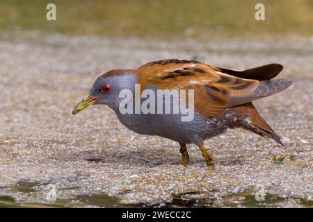 Piccolo pazzo (Porzana parva, Zapornia parva), maschio che si allontana in acque poco profonde, vista laterale, Kuwait Foto Stock