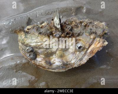 Ostrica del Pacifico, ostrica gigante del Pacifico, ostrica giapponese (Magallana gigas, Crassostrea gigas, Crassostrea pacifica), nel Mare del Nord, Germania, Schleswig Foto Stock