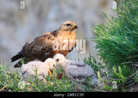 Buzzard a gambe lunghe (Buteo rufinus), con pulcini Foto Stock