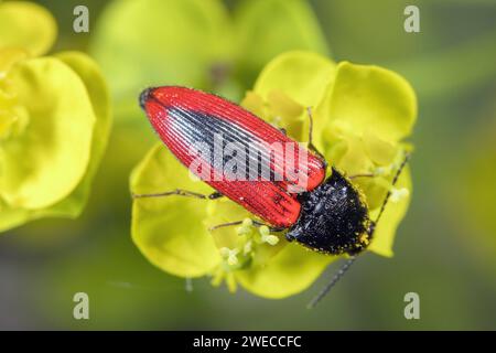 Scarabeo click nero centrato (Ampedus sanguinolentus), siede su uno spurgo, Germania Foto Stock