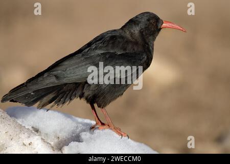 Pasta a becco rosso, pasta della Cornovaglia, pasta (Pyrrrhocorax pyrrrhocorax), arroccata sulla neve, vista laterale Foto Stock