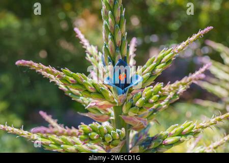 Puya alpestris, Torre dello zaffiro, bromeliade gigante in fiore da vicino nel giardino. Picchi di fiori piramidali superiori a 3 piedi lungo in blu metallizzato a forma di imbuto Foto Stock