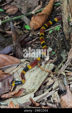 Incontro serpentino: Tra i bradipi in un parco costaricano, la natura svela i suoi segreti mentre un vivace serpente corallino attraversa con grazia il nostro percorso Foto Stock
