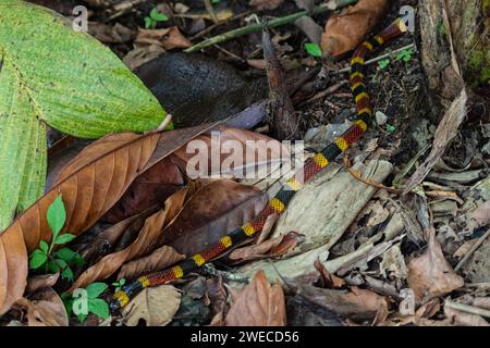 Incontro serpentino: Tra i bradipi in un parco costaricano, la natura svela i suoi segreti mentre un vivace serpente corallino attraversa con grazia il nostro percorso Foto Stock