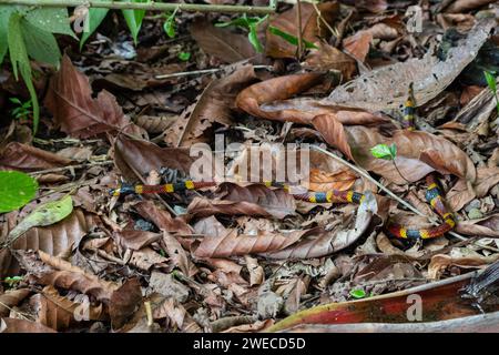 Incontro serpentino: Tra i bradipi in un parco costaricano, la natura svela i suoi segreti mentre un vivace serpente corallino attraversa con grazia il nostro percorso Foto Stock
