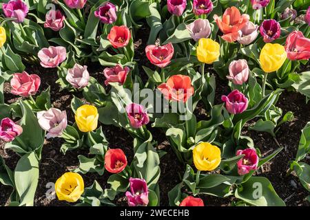 Vista dall'alto dei tulipani colorati che fioriscono nel giardino primaverile. Foto Stock