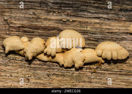 Panello luminescente - Panellus stipticus Foto Stock