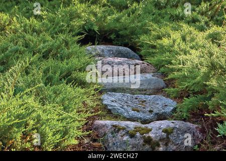 Scalini per scale in pietra, scalinata in granito colorata grigia e rossa sentiero pavimentato nel giardino estivo, grande e dettagliata crescita orizzontale del ginepro Foto Stock