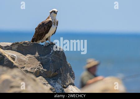 Primo piano di un Osprey orientale arroccato su una roccia con pescatori sullo sfondo in un ambiente naturale Foto Stock