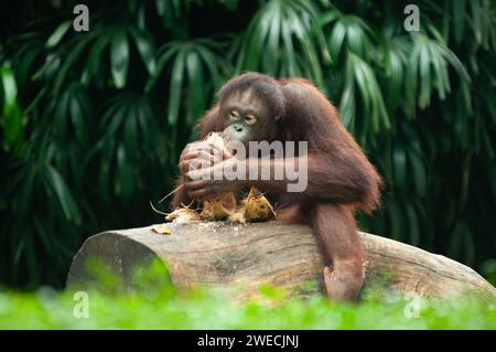 Un Orang Utan o Pongo pygmaeus era seduto su un albero mentre mangiava una noce di cocco Foto Stock