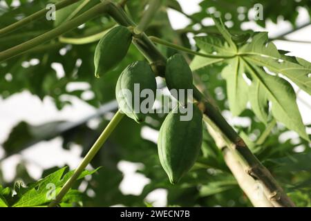 Papaia non matura che cresce sull'albero in serra Foto Stock