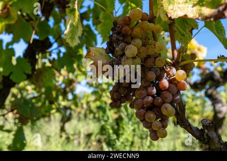 Maturazione pronta per la raccolta di uve bianche Semillon sui vigneti di Sauternes nel villaggio di Barsac affetto da marciume nobiliare Botrytis cinerea, produzione di dolci Foto Stock