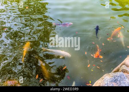 Gruppo di Koi che nuota nelle acque di colore verde a Hiroshima, Giappone Foto Stock