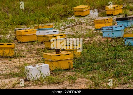 Scatole di alveari di vari colori in un campo di erba in campagna Foto Stock