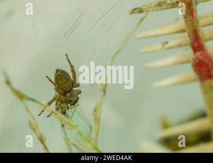 Ragno saltatore per animali domestici in un contenitore di plastica che si alimenta su una piccola ala verde con gabbia sfocata sullo sfondo Foto Stock