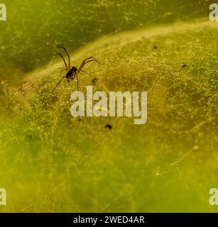 Primo piano di un piccolo ragno marrone trasparente che scorre nella sua ragnatela con un morbido sfondo verde sfocato Foto Stock