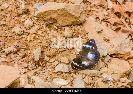 Farfalla di melanzana comune maschile con grandi macchie bianche e marcature arancioni che poggiano su un terreno roccioso Foto Stock