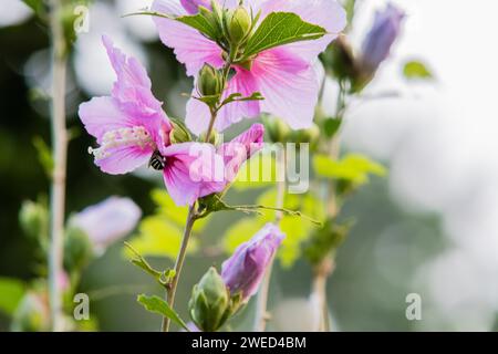 Primo piano di un nettare che raccoglie un'ape da una rosa di fiori di Sharon Foto Stock