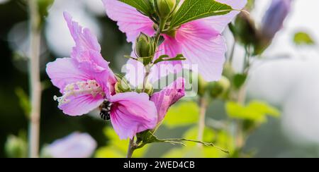 Primo piano di un nettare che raccoglie un'ape da una rosa di fiori di Sharon Foto Stock