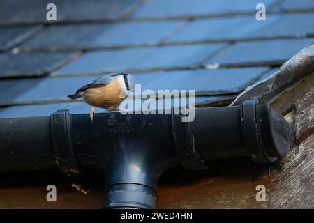 Nuthatch europeo (Sitta europaea) uccello adulto su una grondaia di casa, Galles, Regno Unito Foto Stock