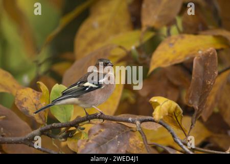 Affinch europeo (Fringilla coelebs) uccello maschio adulto tra foglie autunnali di un albero di Magnolia giardino, Suffolk, Inghilterra, Regno Unito Foto Stock