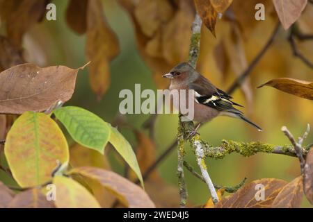 Affinch europeo (Fringilla coelebs) uccello maschio adulto tra foglie autunnali di un albero di Magnolia giardino, Suffolk, Inghilterra, Regno Unito Foto Stock