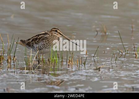 Uccello comune (Gallinago gallinago) adulto in piedi sul bordo di un lago, Suffolk, Inghilterra, Regno Unito Foto Stock