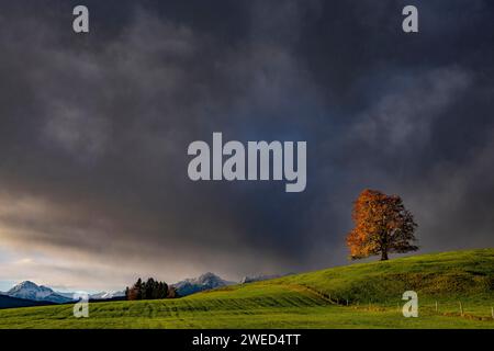 Faggio antico (Fagus) con foglie autunnali su un prato verde con luce soffusa del mattino e montagne Allgaeu sullo sfondo, Hopfen am SEE, Ostallgaeu Foto Stock