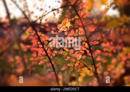 Rami con foglie autunnali nella foresta, parco naturale delle foreste occidentali vicino ad Augusta, Svevia, Baviera, Germania Foto Stock