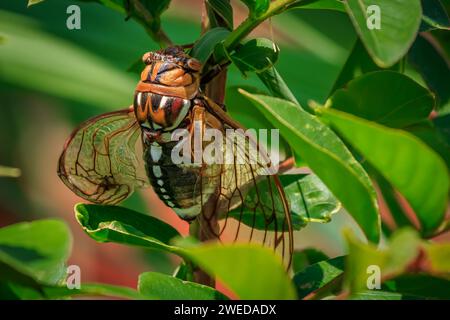 La Cicada gigante (Megatibicen dorsatus), nota anche come Bush Cicada o Grand Western Cicada Foto Stock